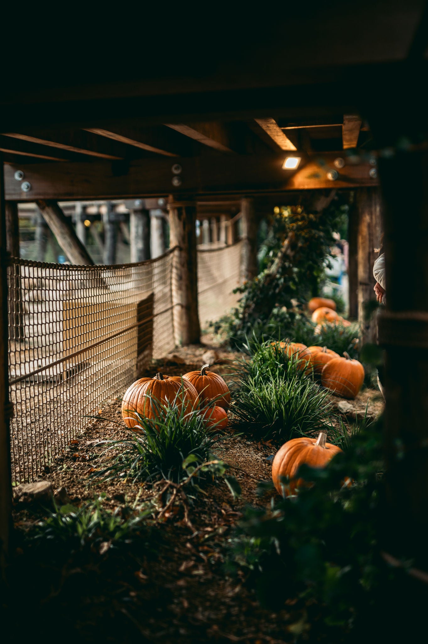 Pompoenen als Halloween decoratie.