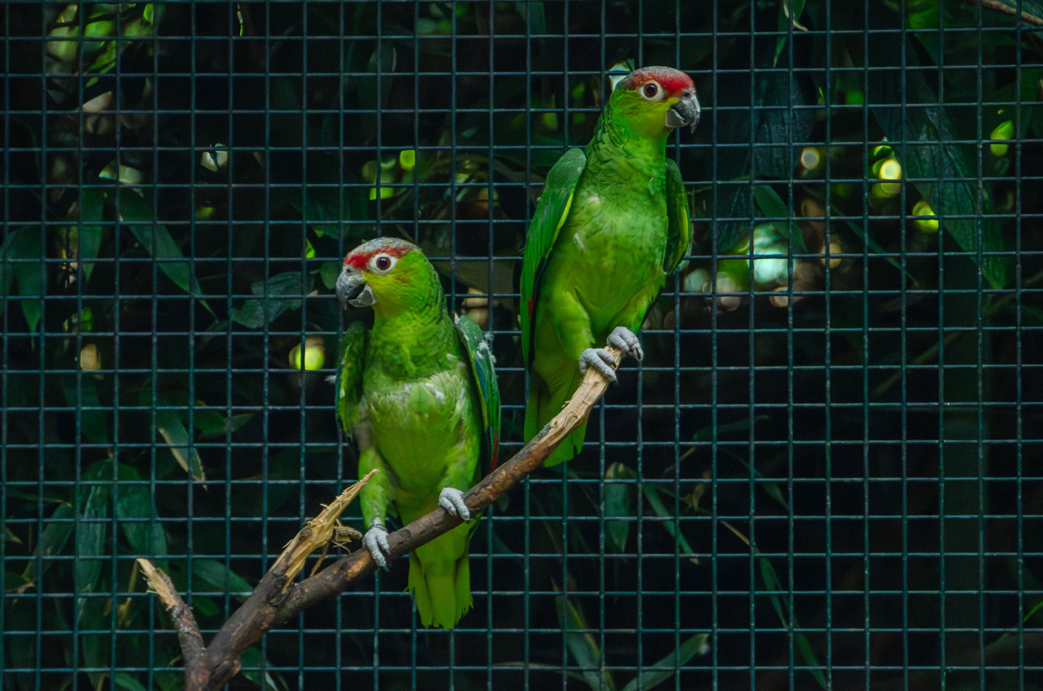 Ecuadoramazones zitten op een tak.