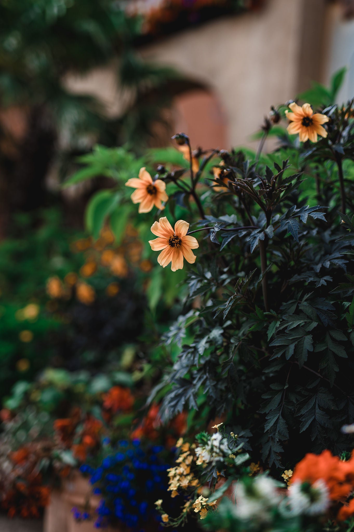 Bloemenpracht in Mexico.