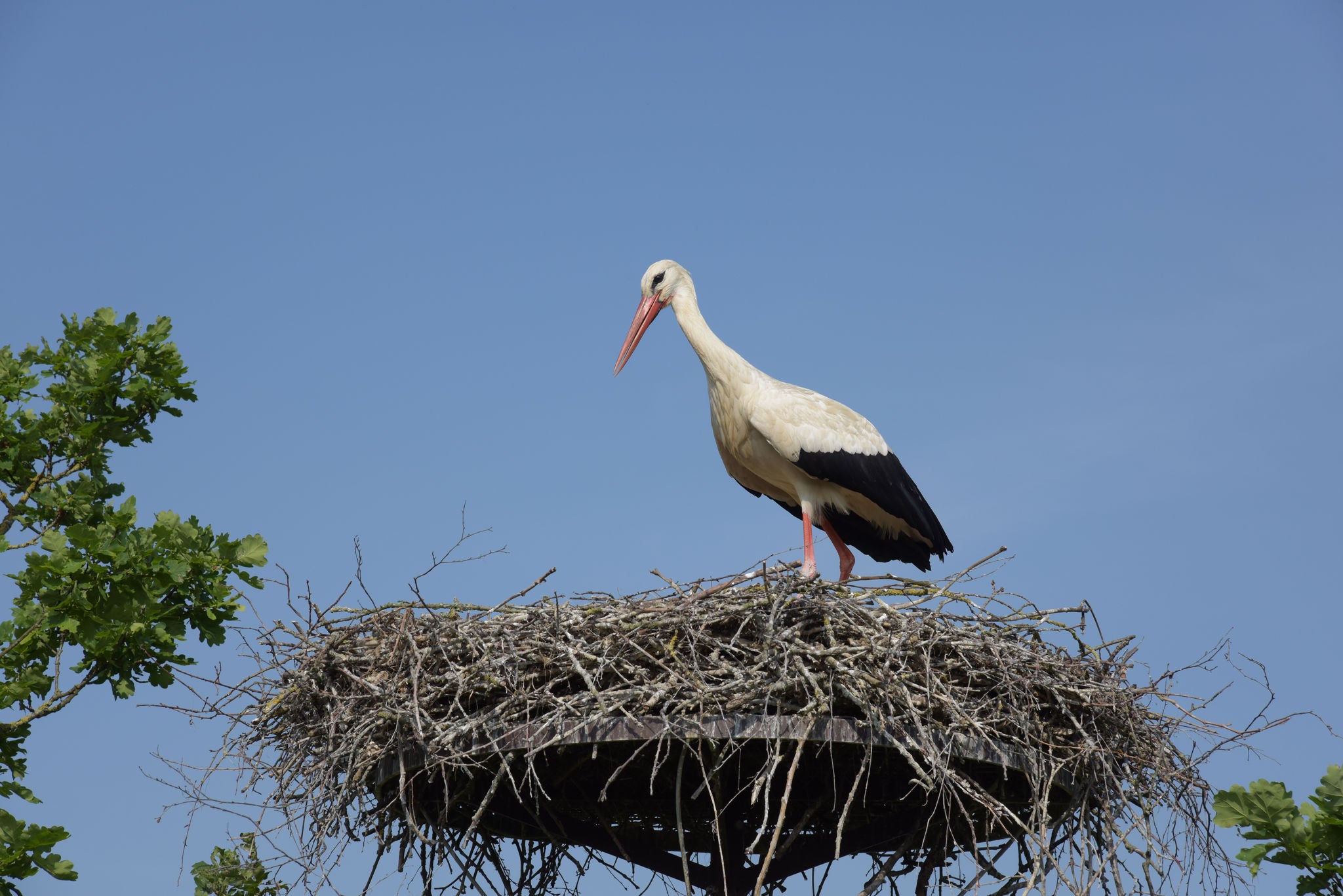 Ooievaar zit op zijn nest.