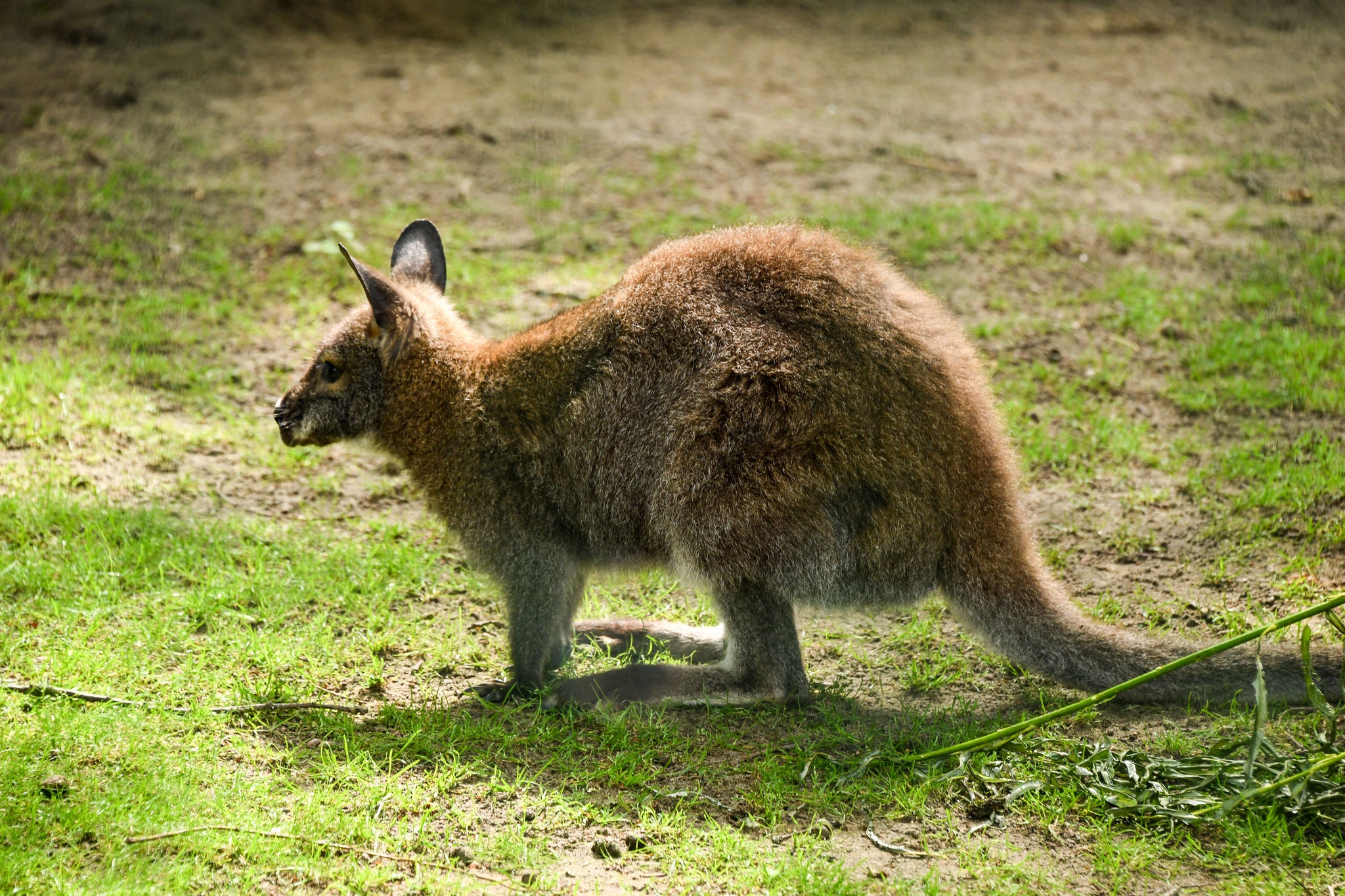 Bennett wallaby zijaanzicht.