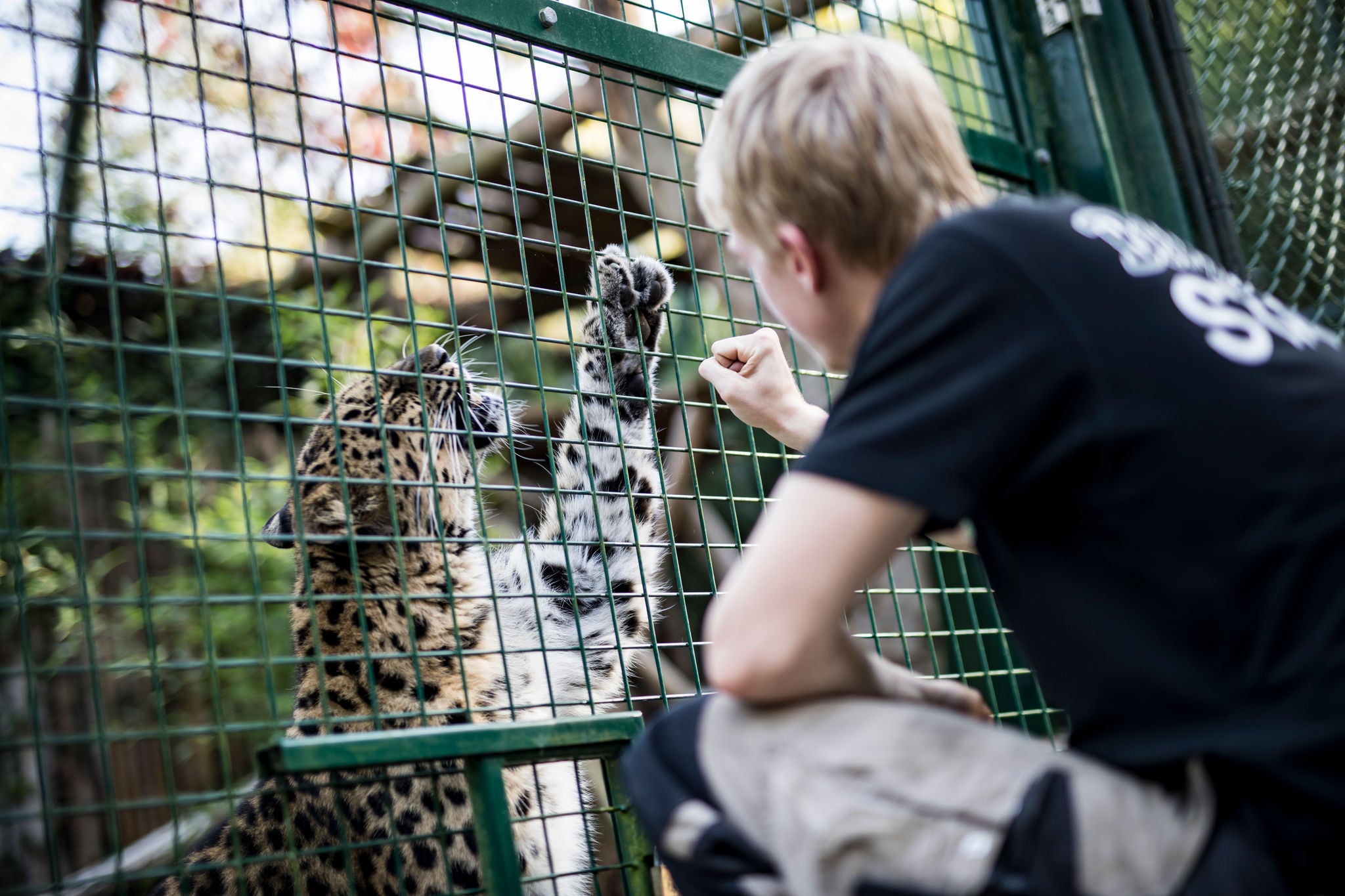 Training van een amoerluipaard door een dierenverzorger.