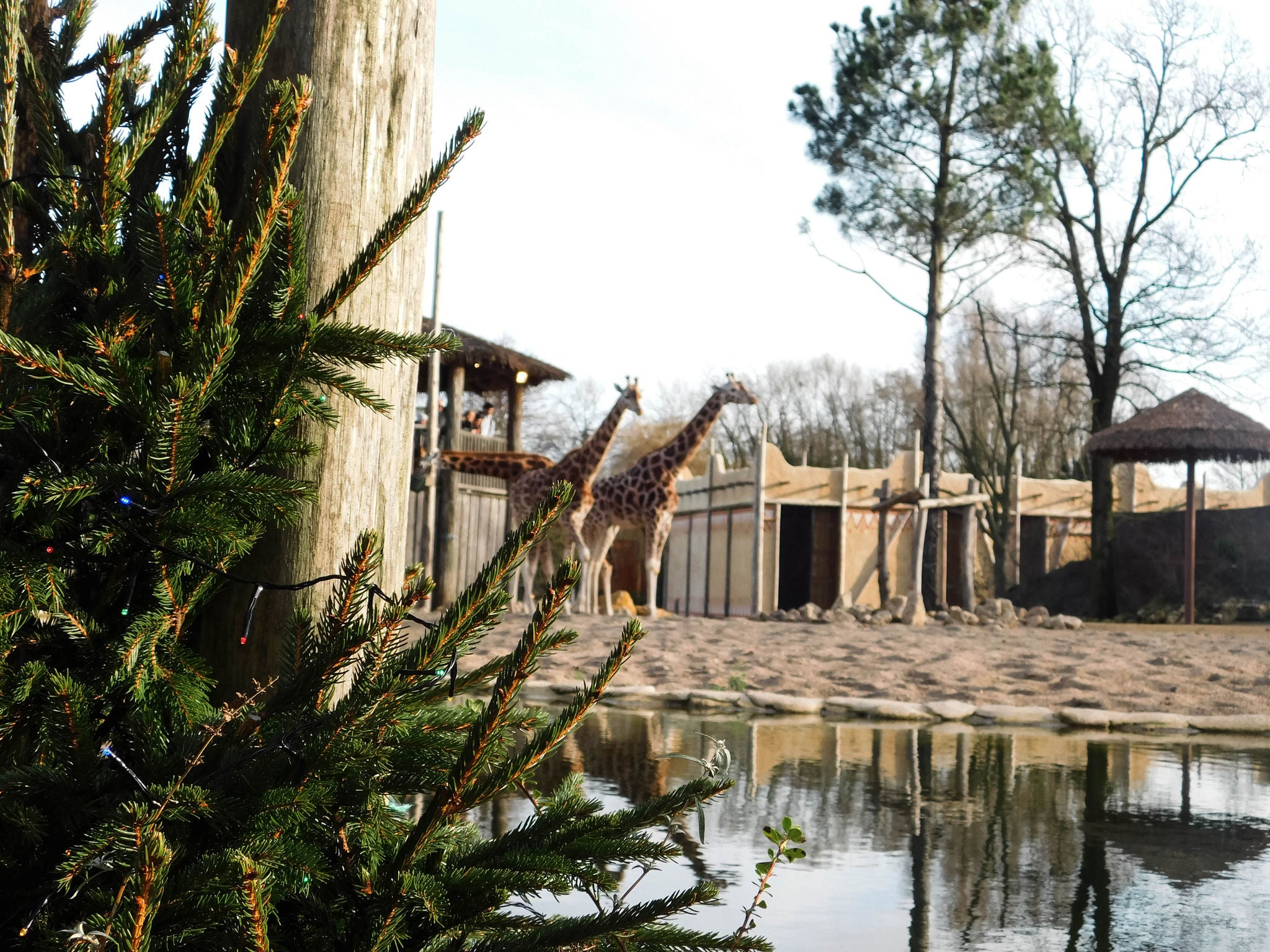 Rothschildgiraffen lopen door de savanne. In de voorgrond een kerstboom als kerstdecoratie.