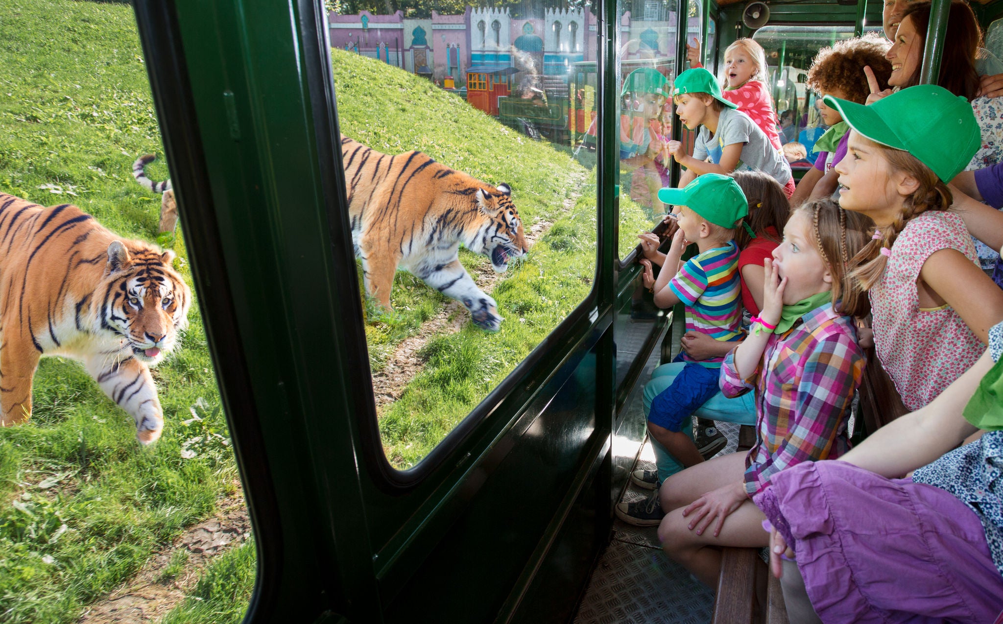 Tijgers sluipen naar de Bengal Express trein met leerlingen als passagiers.