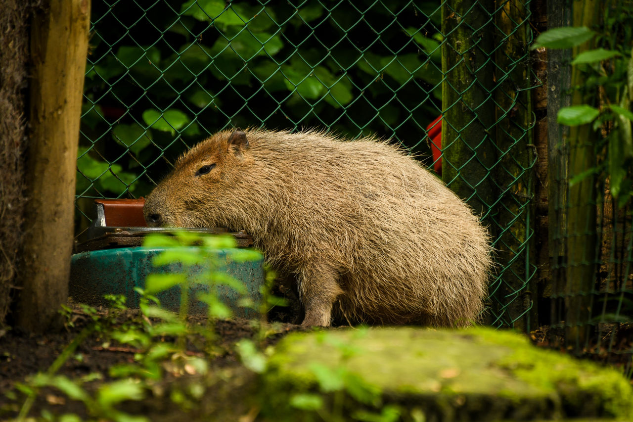 Capibara