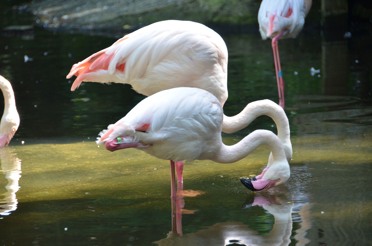 Flamant rose européen