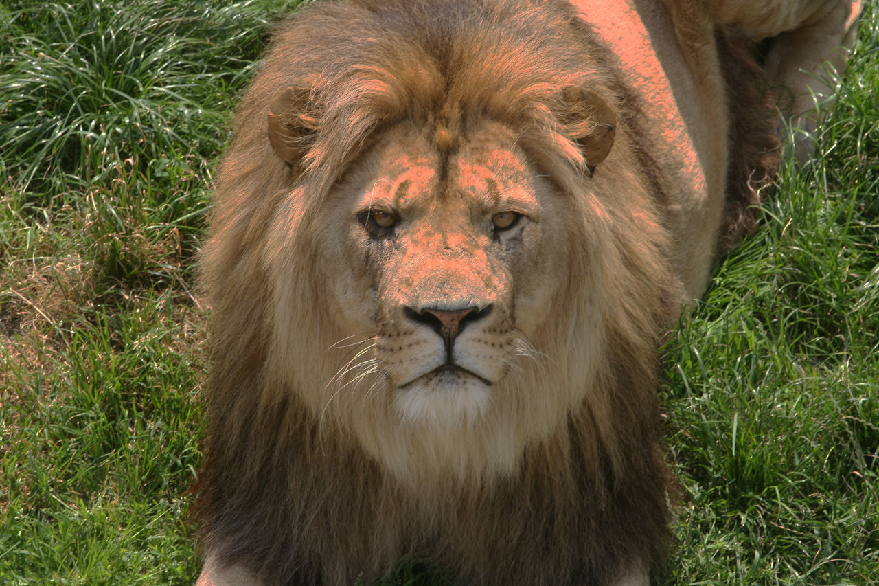 Lion